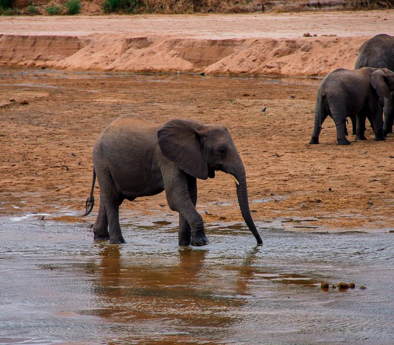 Elephant
