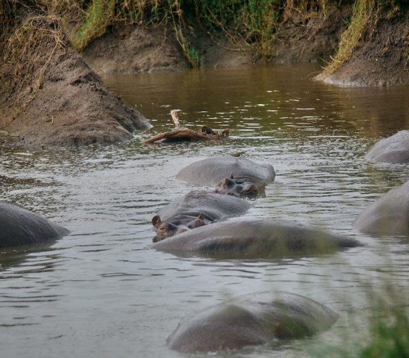 Hippos