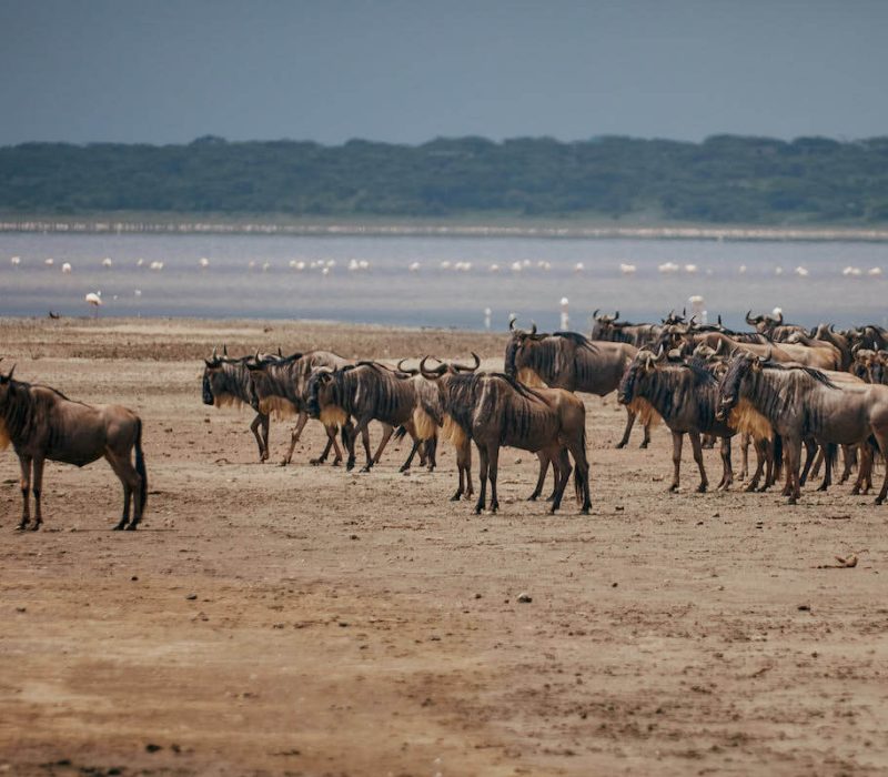 Lake Manyara