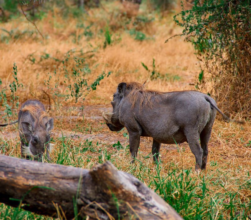 Luxury safaris