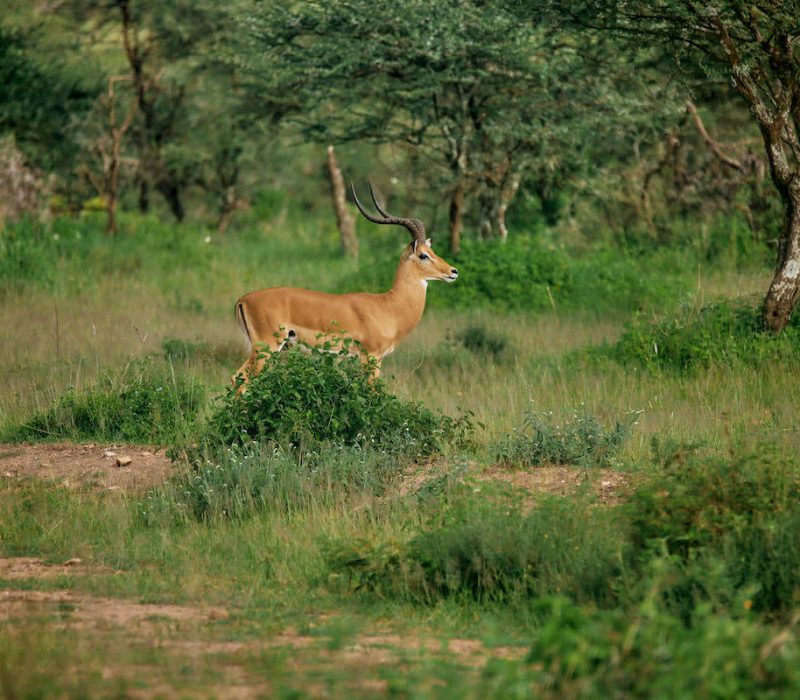 Mikumi National Park