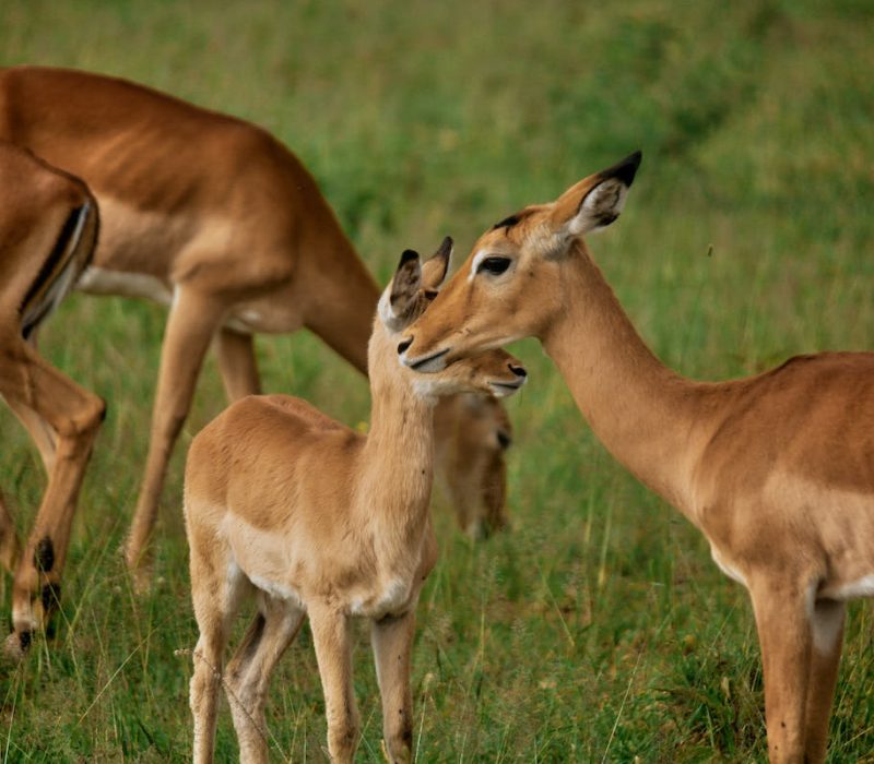 Mikumi National Park