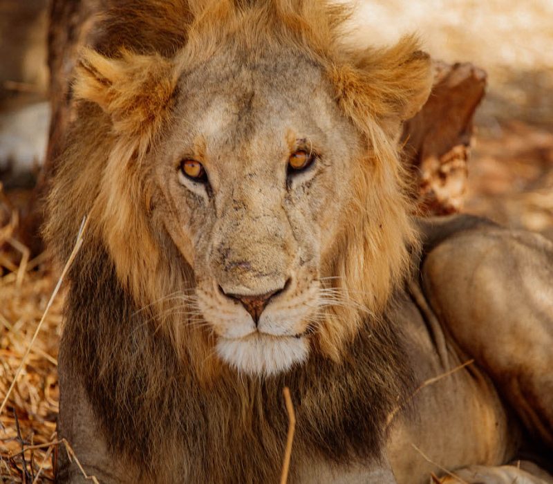 Ngorongoro Big Lion