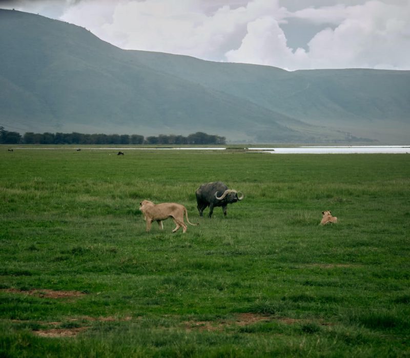 Ngorongoro Conservation area