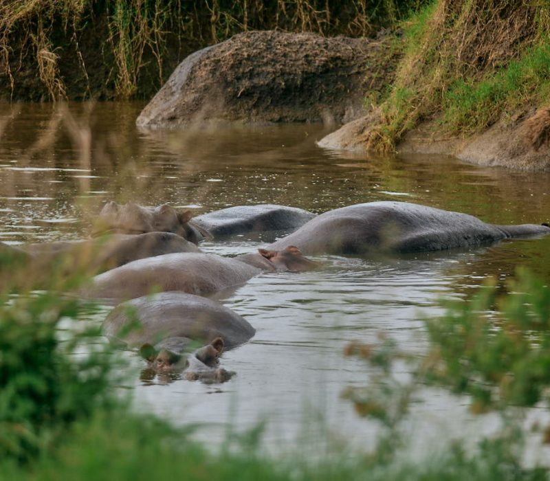 Nyerere National Park