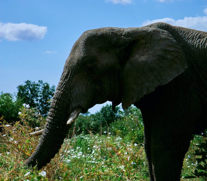 Nyerere National Park