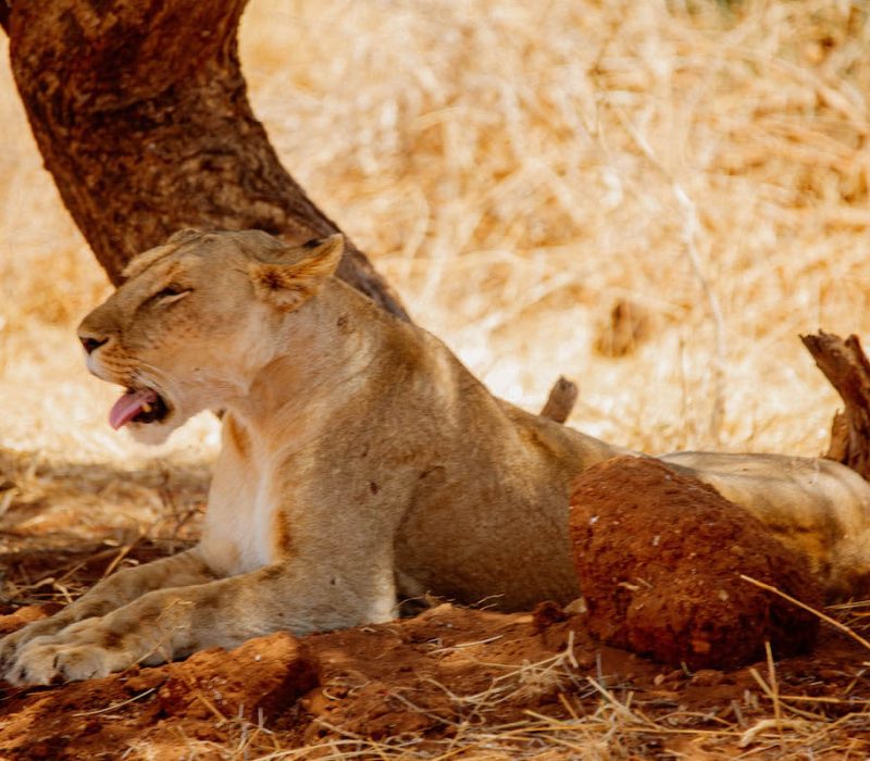 Ruaha National Park