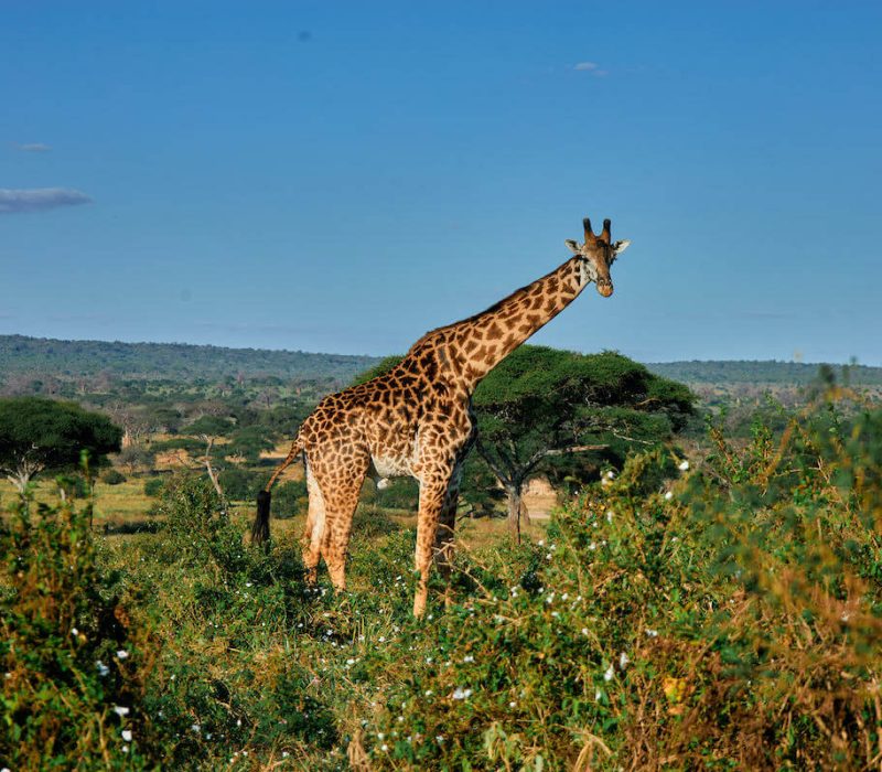 Safari