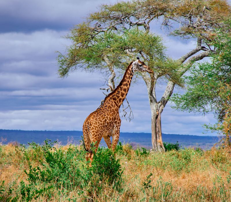 Selous