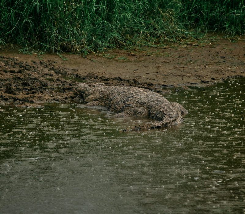 Selous Crocodile