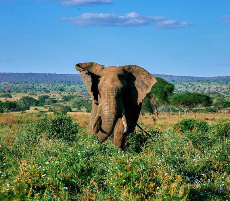 Selous national Park