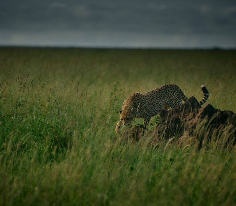Serengeti Plain