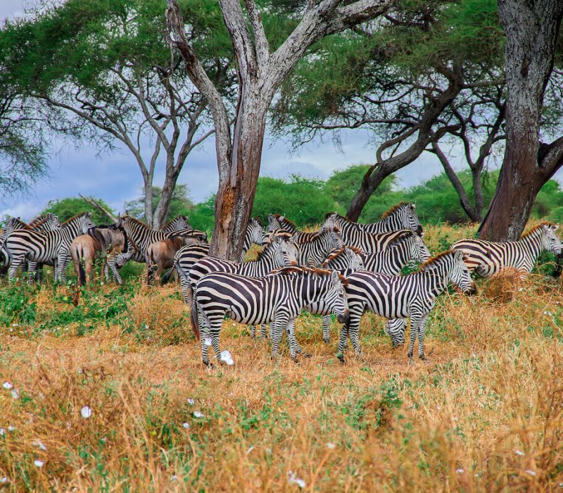 Serengeti zebras (1)