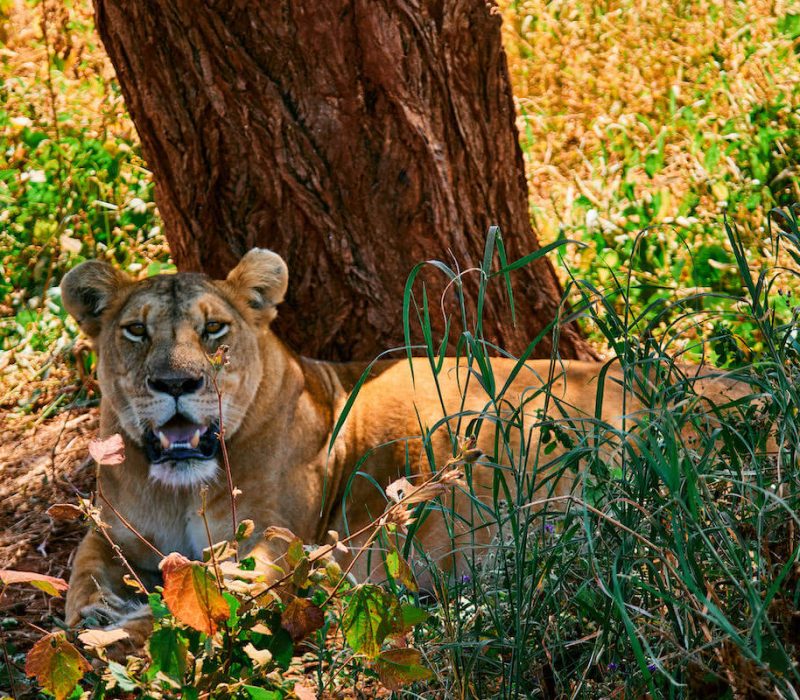 Tanzania Safari (1)