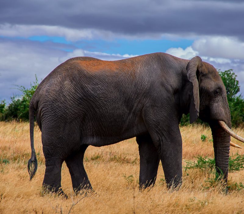 Tarangire Safari