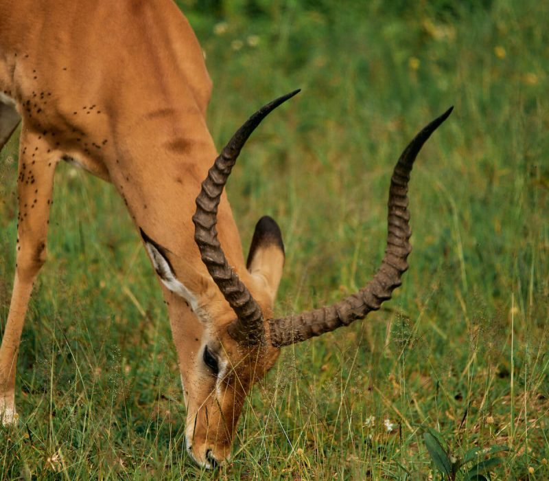 Tarangire national Park