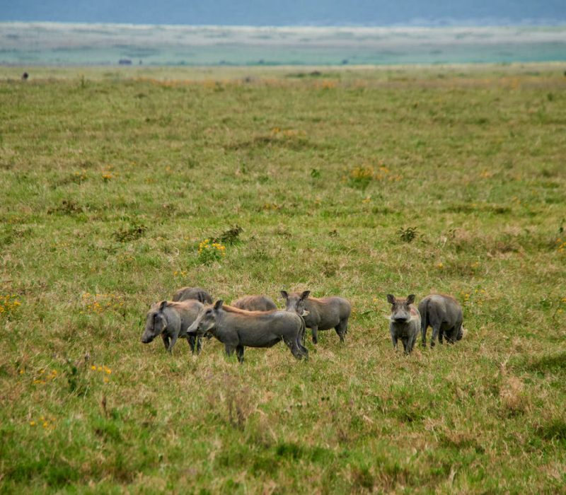 Warthog