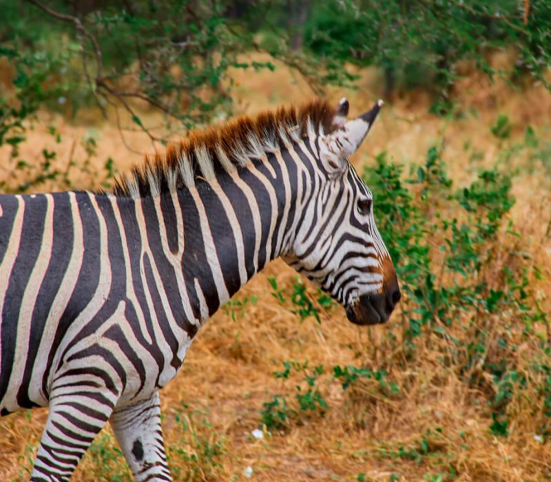 Zebra safari