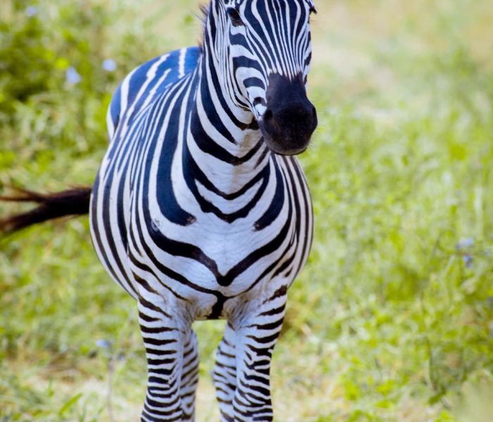 zebra copy